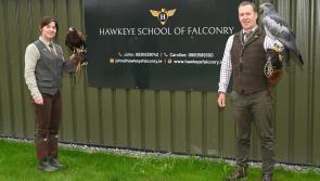 Kilkenny’s first falconry school takes flight post lockdown
