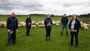 Lamb producer guidelines support sustainability 