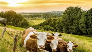 Excellent profits from diversification in the meat sector - good prices at Kilkenny Mart