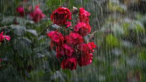 Met Eireann issues Status Yellow rain and thunder warning for Kilkenny