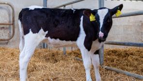 Numbers small but trade vibrant at Kilkenny Mart