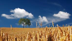 Harvest kicks off in Kilkenny - in ideal conditions!