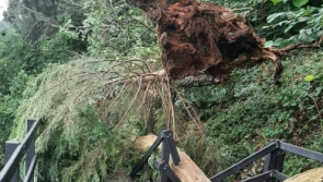 Section of boardwalk closed in Graig' after mighty Oak tree falls and smashes into it