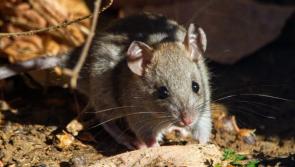 Steps to protect Kilkenny homes from rodents as temperatures drop 

