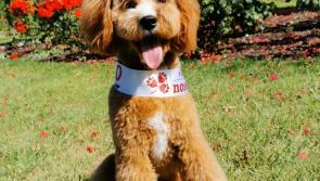 Bowie needs Kilkenny support to be crowned 'Nose of Tralee' - click for details!
