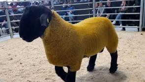 Kilkenny Mart to host Ireland's biggest Ram Sale