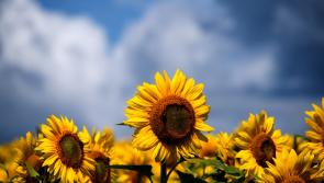 Free Entry: Kilkenny Sunflower Field opens to the public this weekend - for a good cause!