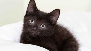 It's Friday 13th! Adopt a lucky black Kilkenny cat