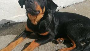 Kilkenny gardaí appeal for assistance to help track down owner of missing dog