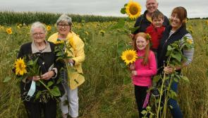 SUNBURST! Super pictures from Kilkenny sunflower field - click for pics!