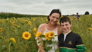 Kilkenny Sunflower Field to open to visitors this weekend