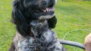 Beloved Kilkenny pooch Smokie returned to rightful home after being stolen and sold