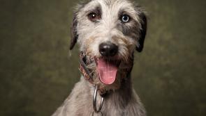 Entries now open for Kilkenny's Puppy of the Year competion