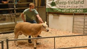 Top price of €3,300 paid for ram at Kilkenny Mart Sheep Ireland Elite Ram Sale