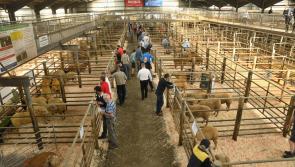 Gallery:  Sheep Ireland Elite Ram Sale at Kilkenny Mart