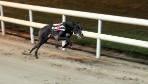 Kilkenny Trainer makes it to the final 6 of Irish Derby