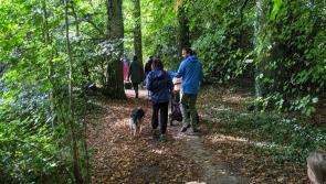 Acorn project in Freshford is saving the seeds to create new nurseries
