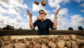 It’s National Potato Day – Local Growers Need Ongoing Support