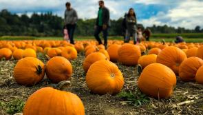 Details announced for Kilkenny Pumpkin Picking Festival 