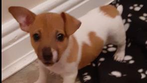 Which pooch will scoop the Kilkenny Puppy of the Year title?