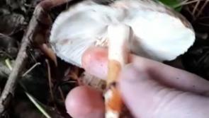 WATCH: Extremely rare 'bleeding mushroom' discovered in Kilkenny