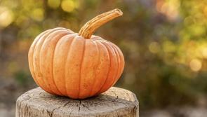 Leftover pumpkins? Cook up some soup using this old Kilkenny recipe!