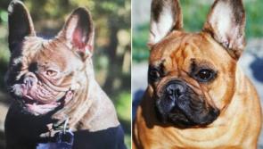 MISSING: Have you seen these French bulldogs reported missing from North Kilkenny? 