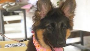 Paws-itive result! Nala is the Kilkenny Puppy of the Year 2021