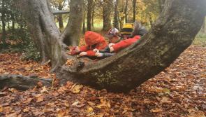 Want an alternative to peat? Free 'leaf mould' workshops for Kilkenny people
