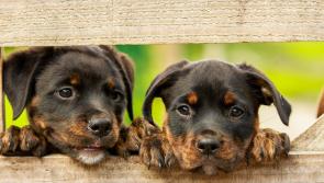 Kilkenny SPCA 2022 calendar now on sale featuring local pets