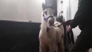Animal welfare organisation conduct Kilkenny rescue with assistance from gardaí