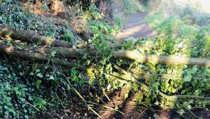 Storm Barra: Newpark Fen in Kilkenny remains inaccessible for certain groups