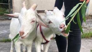 Appeal: Two Kilkenny goats in need of urgent rehoming
