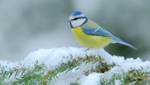 Feed the Birds - They count on you for their extra calories