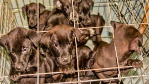 Beware of unscrupulous dog sellers in Kilkenny this Christmas