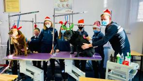 Kilkenny students showcase the importance of animal welfare