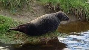 WATCH: Seal spotted in County Kilkenny town