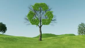 Free Christmas tree recycling points now open in towns across Kilkenny