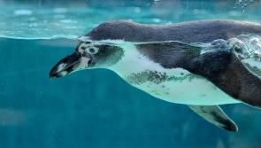 Dublin Zoo moves birds including penguins and flamingos indoors over bird flu fears