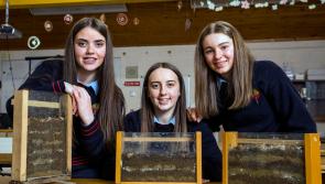Pictures: Kilkenny's bright young minds in action at BT Young Scientist and Tech Exhibition