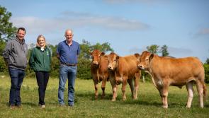 Clonmel Show reveals details of €70,000 prize fund  as event returns 
