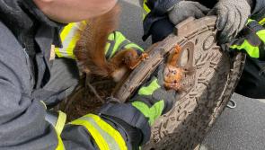 Uncooperative squirrel stuck in manhole cover freed by German firefighters