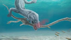 Pre-historic long-necked reptiles were decapitated by their predators, research suggests
