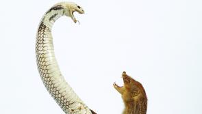 Curious taxidermy pieces amongst vast catalogue of items going to auction - Kilkenny Live