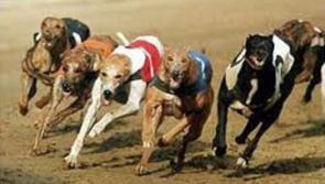 "All activities at Kilkenny Dog Track regardless of them bring held behind closed doors should cease immediately'"- Deputy Noonan