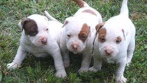 Government to review laws in bid to clamp down on dog attacks - Kilkenny Live
