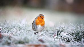 Kilkenny Weather: Take care! Frost and ice slow to clear today with freezing cold temperatures