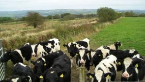 Interested in rearing heifers or having your heifers reared off farm next Spring?