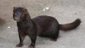 Minks on farms in Donegal, Kerry and Laois to be culled