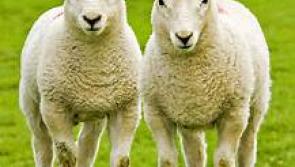 Decent trade at Kilkenny Mart softens the blow of hurling defeat